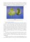 Referat - Floricultură - Anthurium Andreanum
