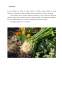 Proiect - Tehnologia de cultivare pentru speciile legumicole Ceapa ceaclama și Țelina pentre rădăcină