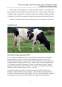 Proiect - Fermă vaci de lapte, efectiv matcă 50 de capete, rasa Bălțată cu Negru Românească, întreținere liberă