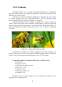 Licență - Importanța terapeutică a propolisului în profilaxia și tratarea unor afecțiuni