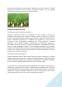 Feniculul (foeniculum vulgare mill) - plantă medicinală și aromatică
