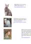 Referat - Ontologia raselor de pisici - pagini web sematice