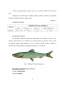 Studiu privind obținerea unor semiconserve din pește la SC Tazz Trade SRL