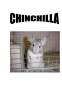 Referat - Chinchilla