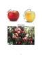 Proiect - Comportarea unor soiuri de măr în condițiile ecologice ale zonei subcarpatice a Olteniei