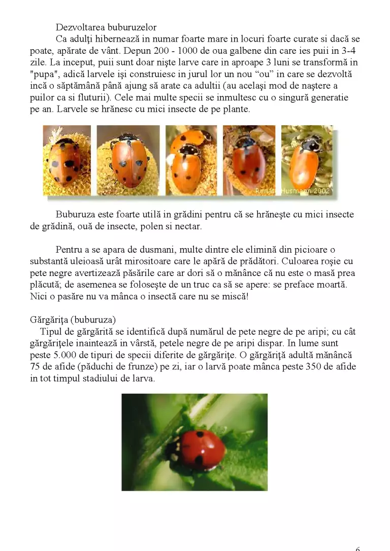 Supra Insect Clasa insectă supraordinul coleopteroidea ordinul coleoptera - Referat ...