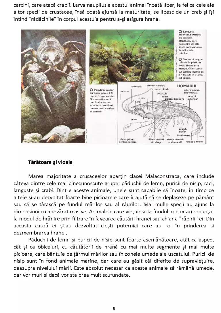 Crustaceele - Referat - Ecologie #205094 | RegieLive