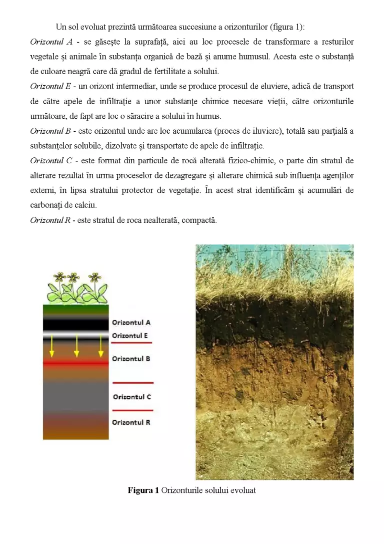 Componentele Solului Fizica solului - Proiect - Agronomie #341137 | RegieLive