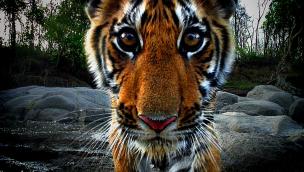 Tiger: Spy in the Jungle (2008)