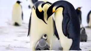 Penguins: Spy in the Huddle (2013)