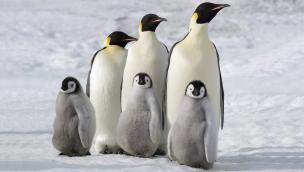 March of the Penguins 2: The Next Step (2017)
