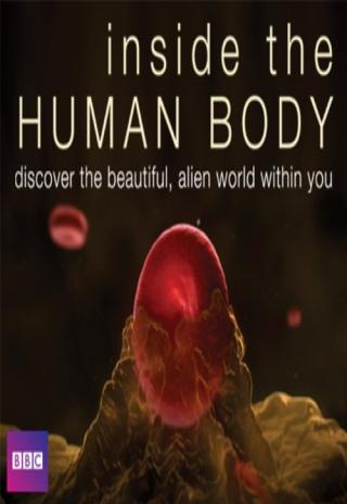 Poster Inside the Human Body