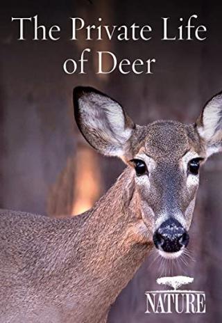 Poster Nature: The Private Life of Deer