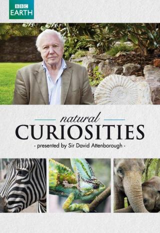 Poster Natural Curiosities