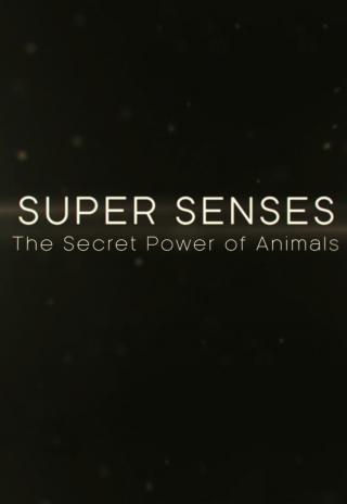 Poster Super Senses: The Secret Power of Animals
