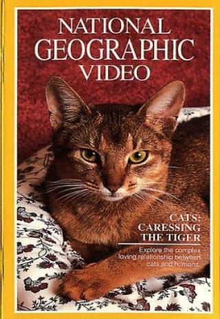 Cats: Caressing the Tiger (1991)