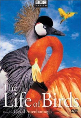 Poster The Life of Birds