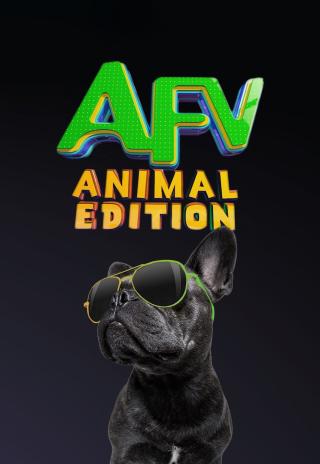 Poster America's Funniest Home Videos: Animal Edition