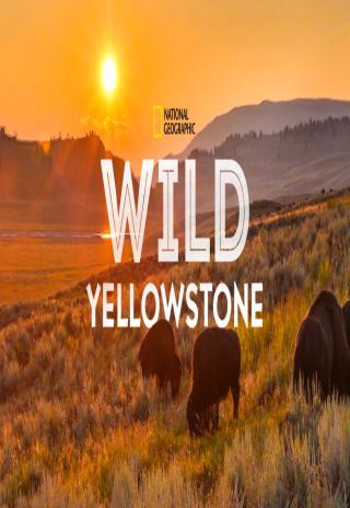 Poster Wild Yellowstone