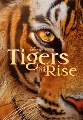 Poster Tigers on the Rise