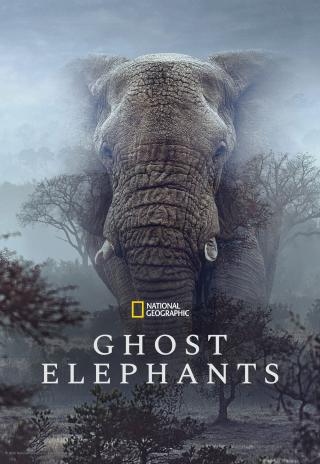 Subtitrări Ghost Elephants 2025 | RegieLive