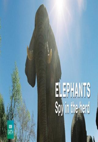 Poster Elephants: Spy in the Herd