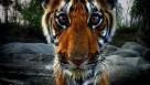 Cadru din Tiger: Spy in the Jungle episodul 1 sezonul 1 - Episode 1