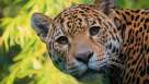 Cadru din 72 Dangerous Animals: Latin America episodul 1 sezonul 1 - Jungle Jeopardy
