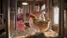 Cadru din Young Sheldon episodul 11 sezonul 3 - A Live Chicken, a Fried Chicken and Holy Matrimony