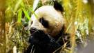 Cadru din Wild China episodul 5 sezonul 1 - Land of the Panda