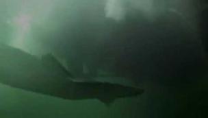 Trailer Kraken: Tentacles of the Deep