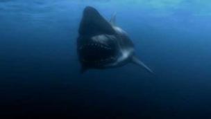 Trailer Malibu Shark Attack