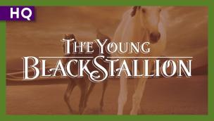 Trailer The Young Black Stallion