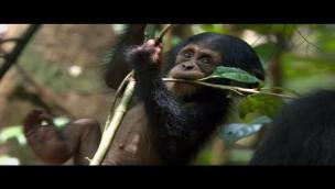 Trailer Chimpanzee