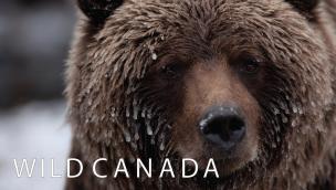 Trailer Wild Canada