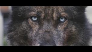 Trailer Howling