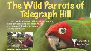 Trailer The Wild Parrots of Telegraph Hill