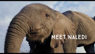 Trailer Naledi: A Baby Elephant's Tale