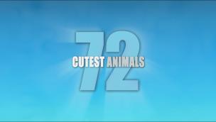 Trailer 72 Cutest Animals