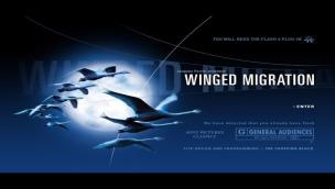 Trailer Winged Migration